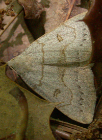 Stone-winged Owlet